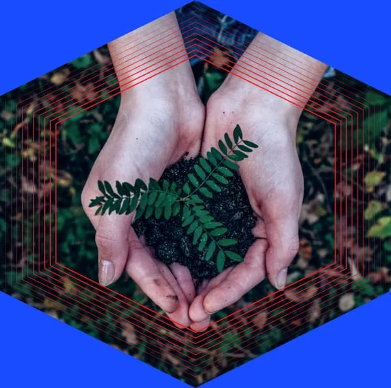 Hand holding a seedling